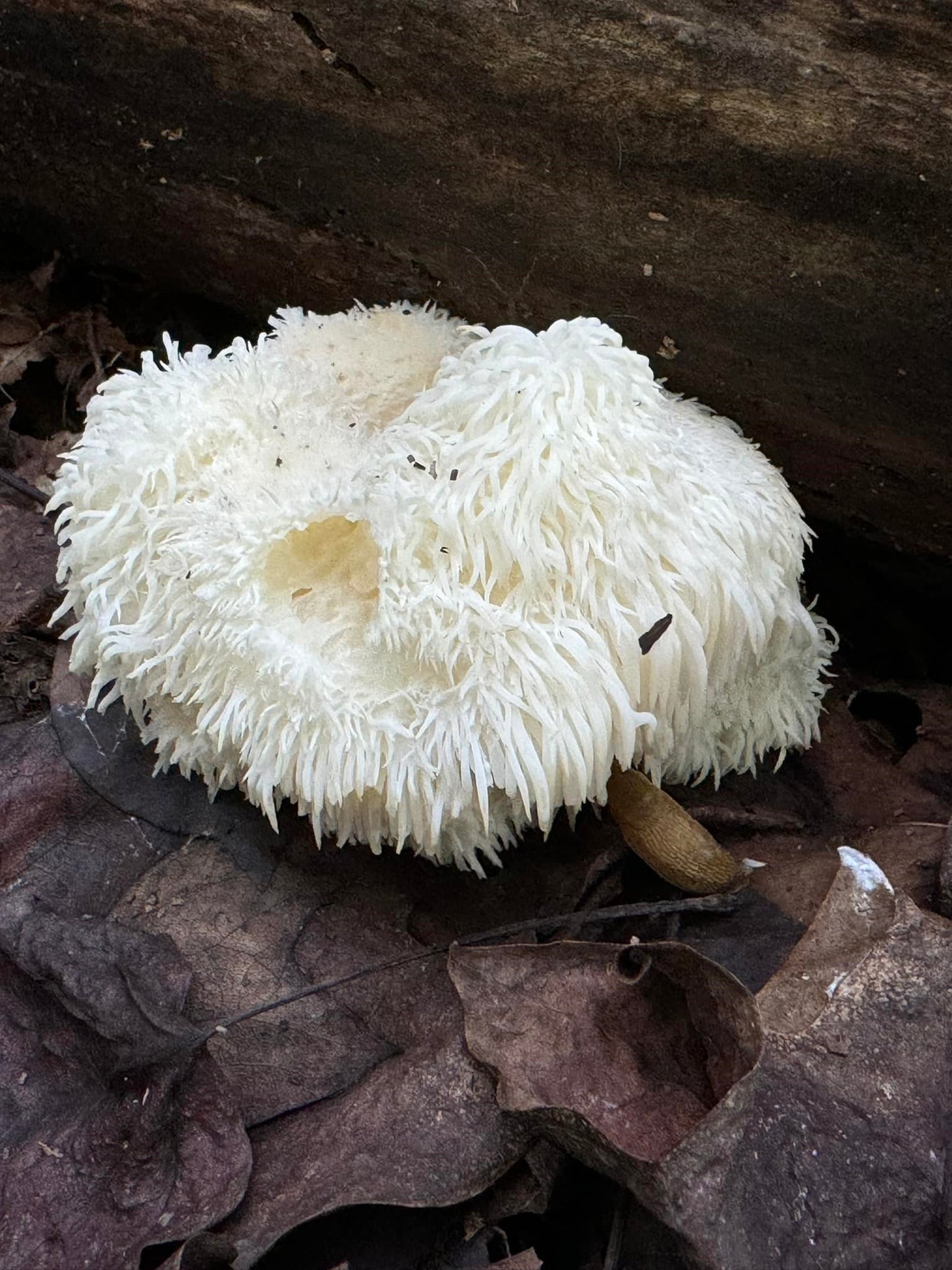 Lion's Mane Mushroom spawn dowels x30 | Free Wax | Hericium Erinaceus