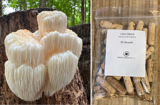 Lion's Mane Mushroom spawn dowels x30 | Free Wax | Hericium Erinaceus