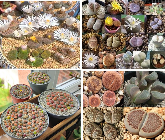 Lithops Mix | 40+ seeds | Living Stones | Houseplant