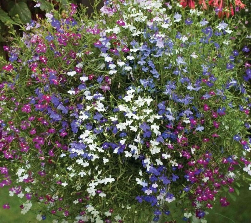 Giant Trailing Lobelia Mix | 100+ Seeds | Hanging Baskets