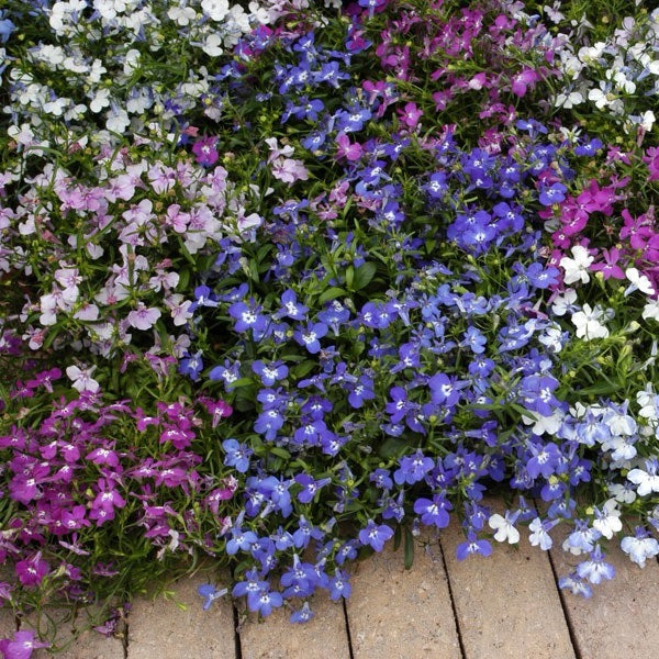 Giant Trailing Lobelia Mix | 100+ Seeds | Hanging Baskets