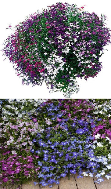 Giant Trailing Lobelia Mix | 100+ Seeds | Hanging Baskets