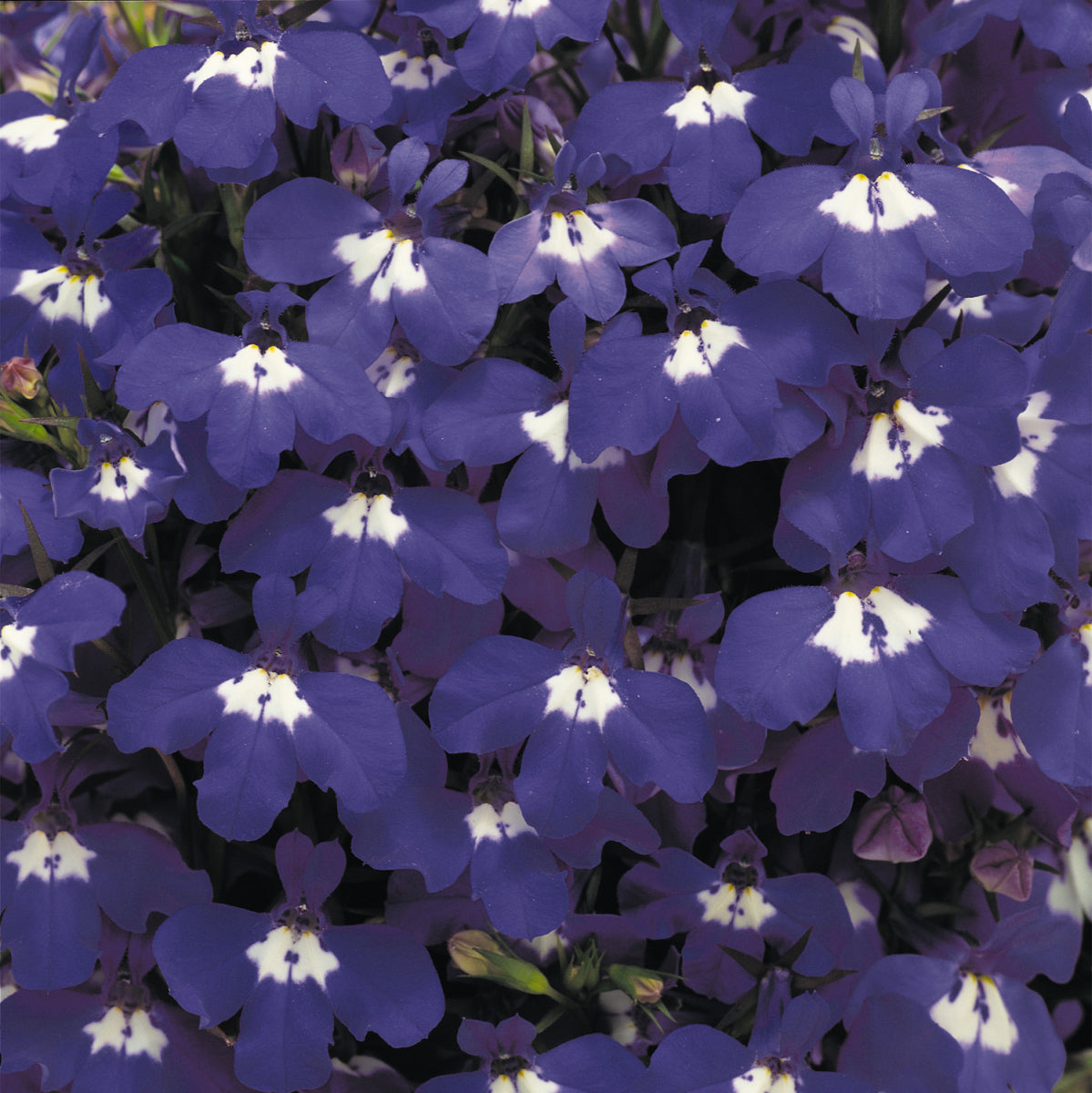 Trailing Lobelia Blue Sapphire | 500+Seeds | Hanging Baskets