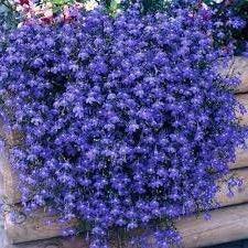 Trailing Lobelia Blue Sapphire | 500+Seeds | Hanging Baskets