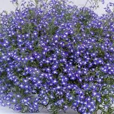 Trailing Lobelia Blue Sapphire | 500+Seeds | Hanging Baskets