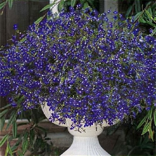 Trailing Lobelia Blue Sapphire | 500+Seeds | Hanging Baskets