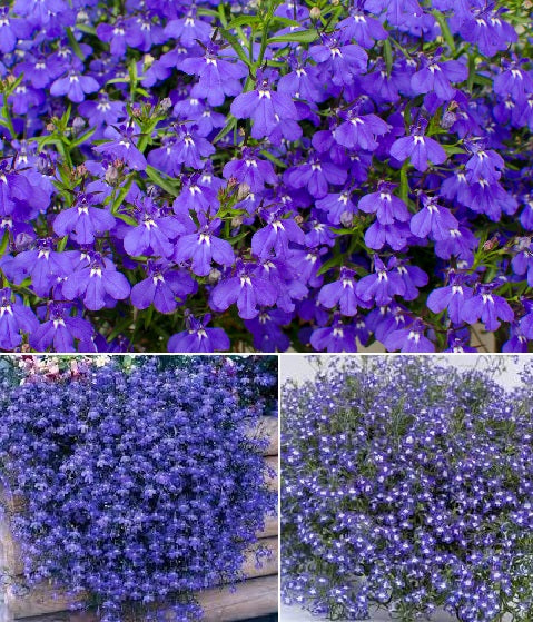 Trailing Lobelia Blue Sapphire | 500+Seeds | Hanging Baskets