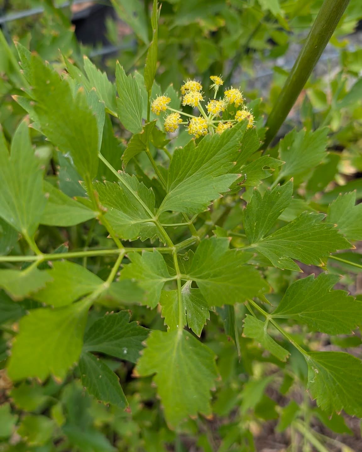 Lovage Seeds | Levisticum Officinale | 250+ organic seeds | Herb | Year Round