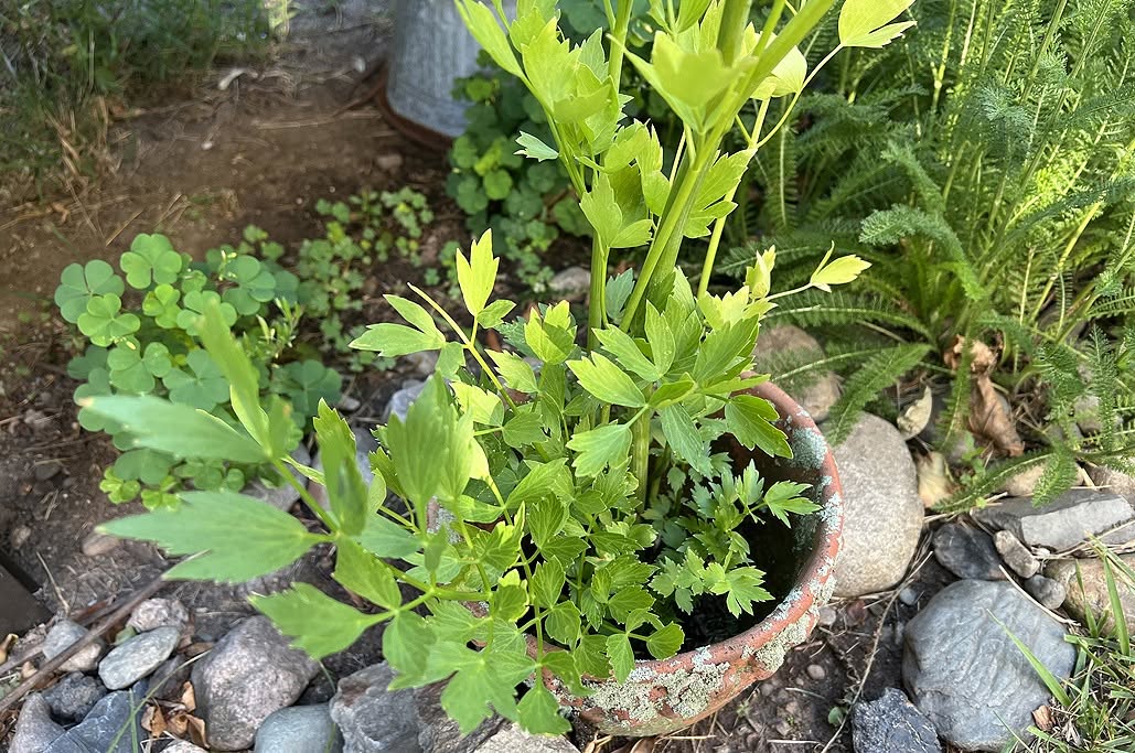Lovage Seeds | Levisticum Officinale | 250+ organic seeds | Herb | Year Round