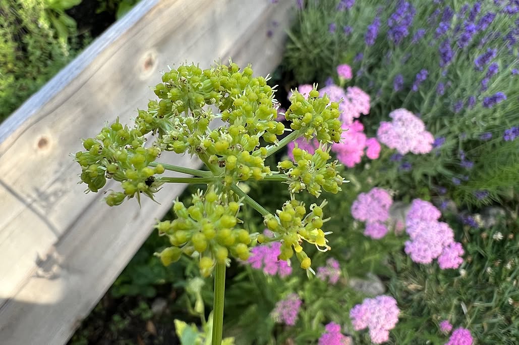 Lovage Seeds | Levisticum Officinale | 250+ organic seeds | Herb | Year Round