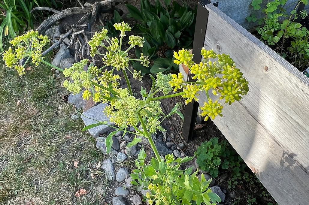 Lovage Seeds | Levisticum Officinale | 250+ organic seeds | Herb | Year Round
