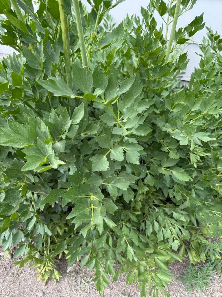 Lovage Seeds | Levisticum Officinale | 250+ organic seeds | Herb | Year Round