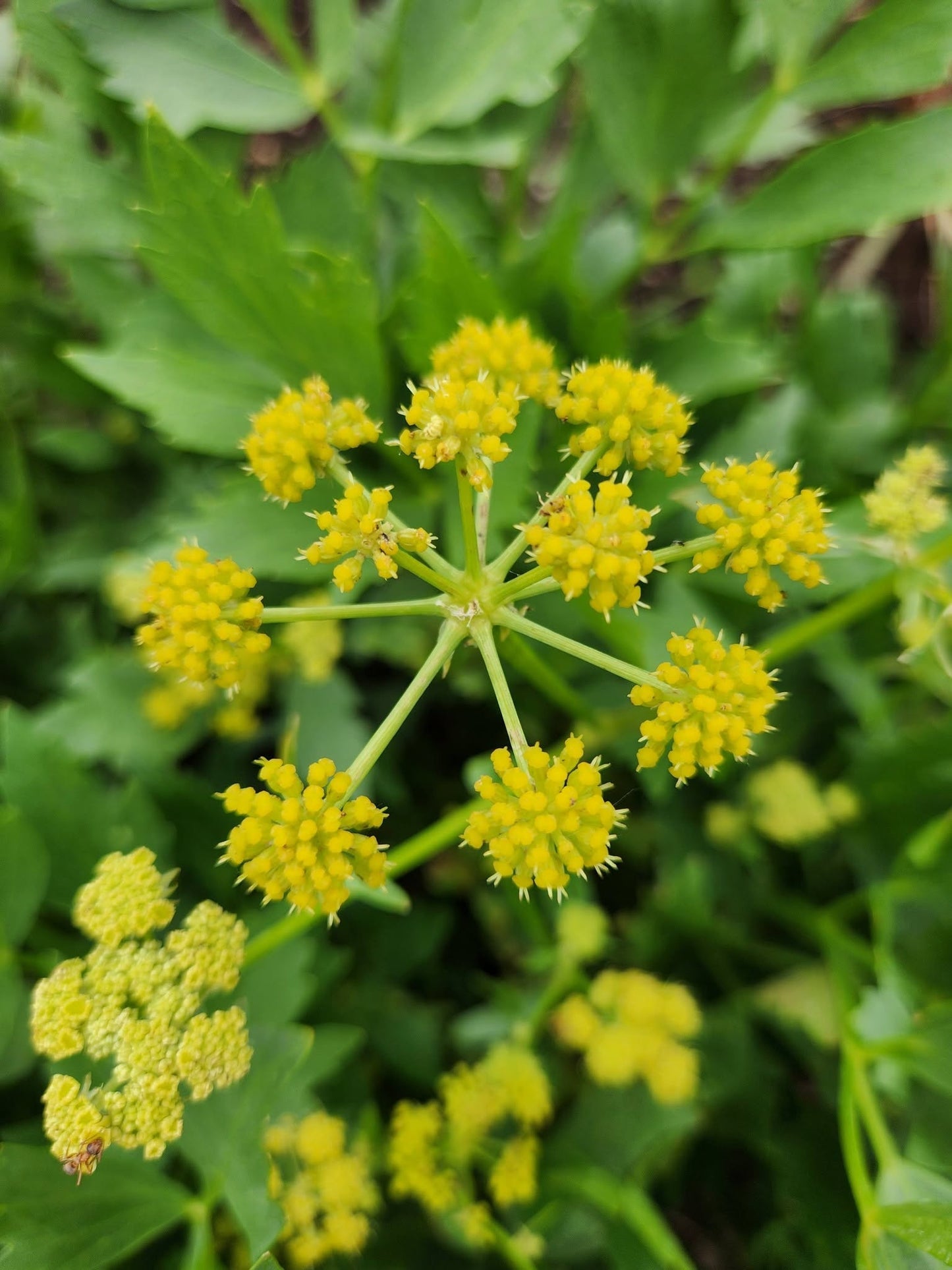 Lovage Seeds | Levisticum Officinale | 250+ organic seeds | Herb | Year Round