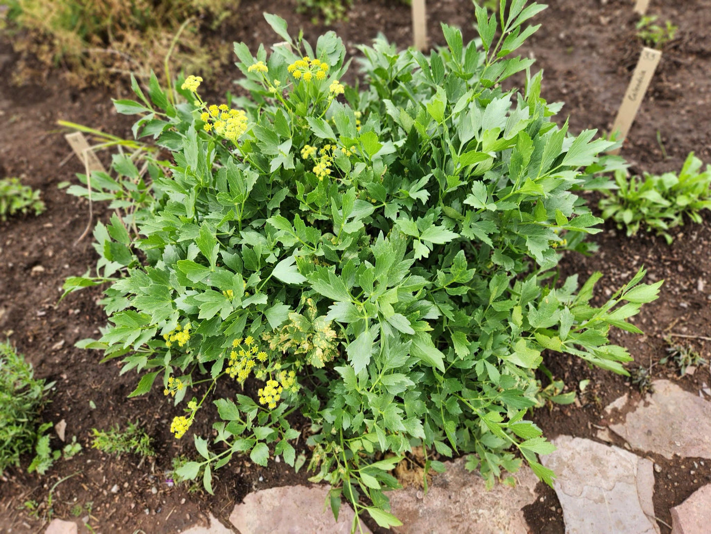 Lovage Seeds | Levisticum Officinale | 250+ organic seeds | Herb | Year Round