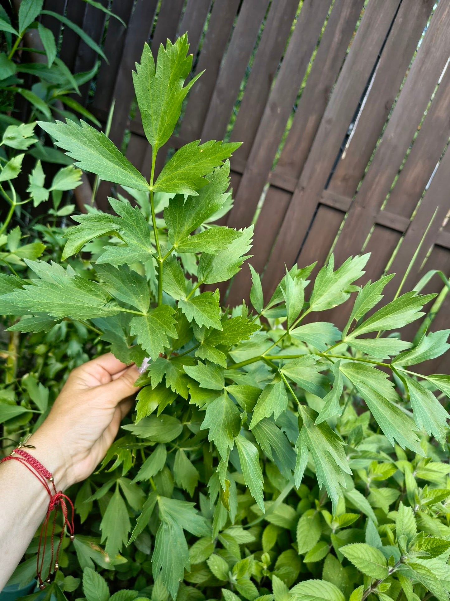 Lovage Seeds | Levisticum Officinale | 250+ organic seeds | Herb | Year Round