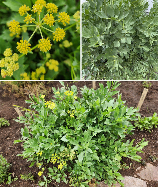 Lovage Seeds | Levisticum Officinale | 250+ organic seeds | Herb | Year Round