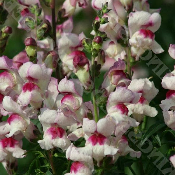 Antirrhinum seeds | 'Lucky Lips' | 100+ seeds | Award Winning | Easy | Bees