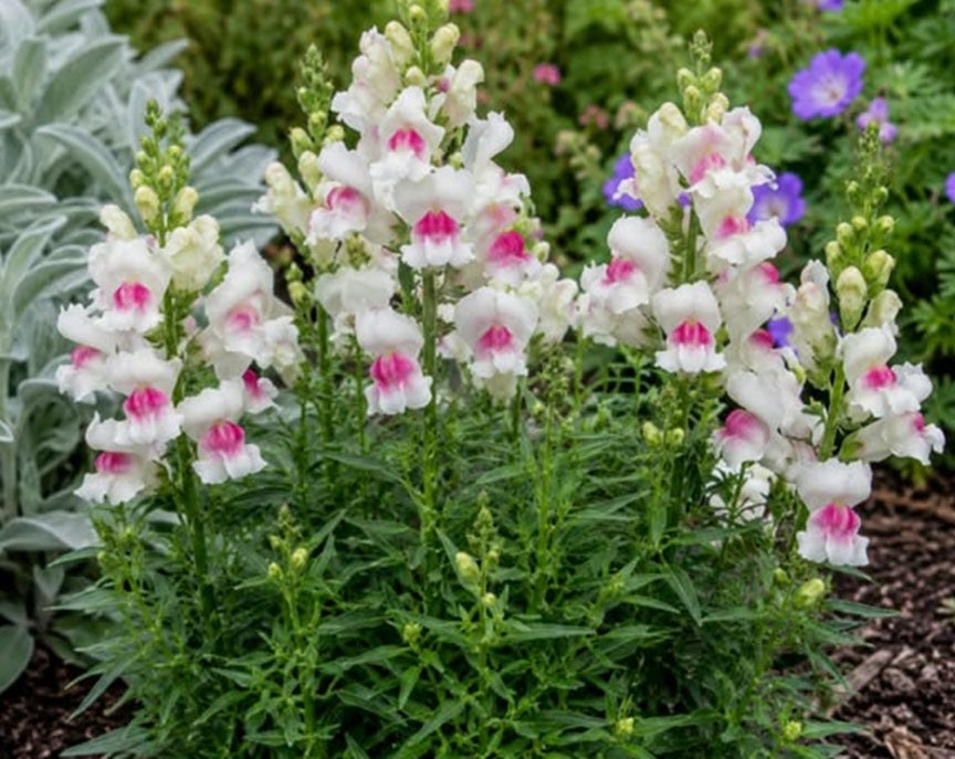 Antirrhinum seeds | 'Lucky Lips' | 100+ seeds | Award Winning | Easy | Bees
