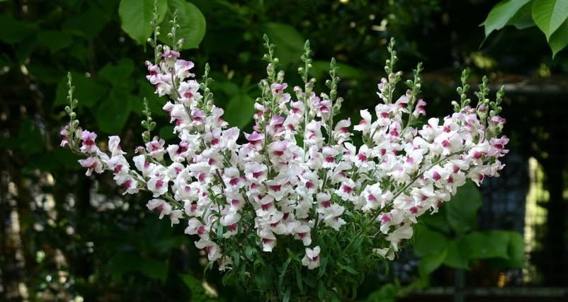 Antirrhinum seeds | 'Lucky Lips' | 100+ seeds | Award Winning | Easy | Bees