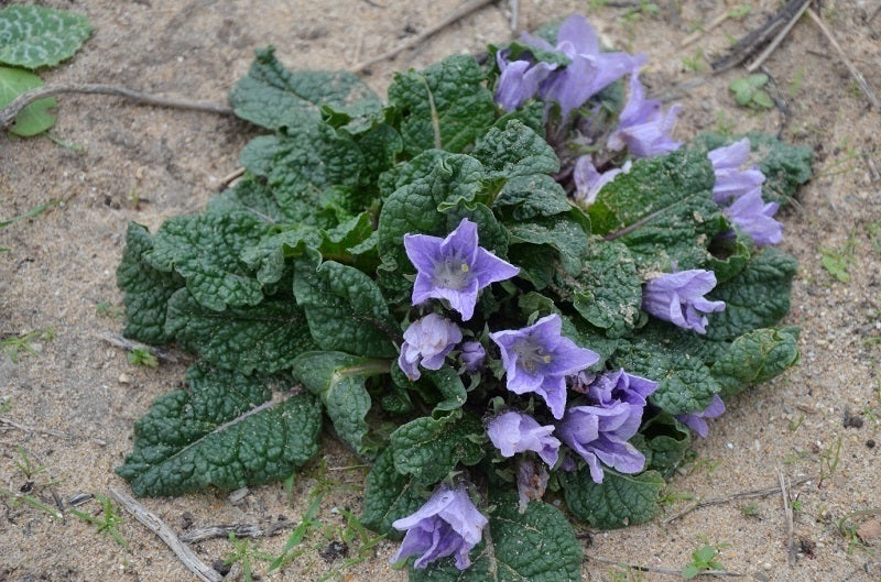 Autumn Mandrake | Mandragora Autumnalis | 10 seeds | Magical & Spiritual