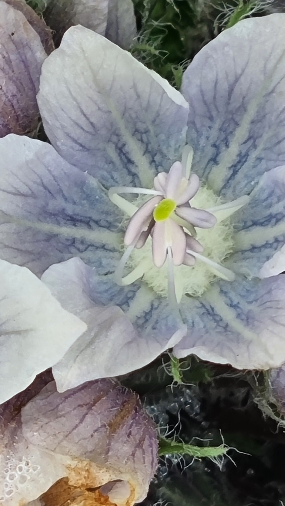 Autumn Mandrake | Mandragora Autumnalis | 10 seeds | Magical & Spiritual