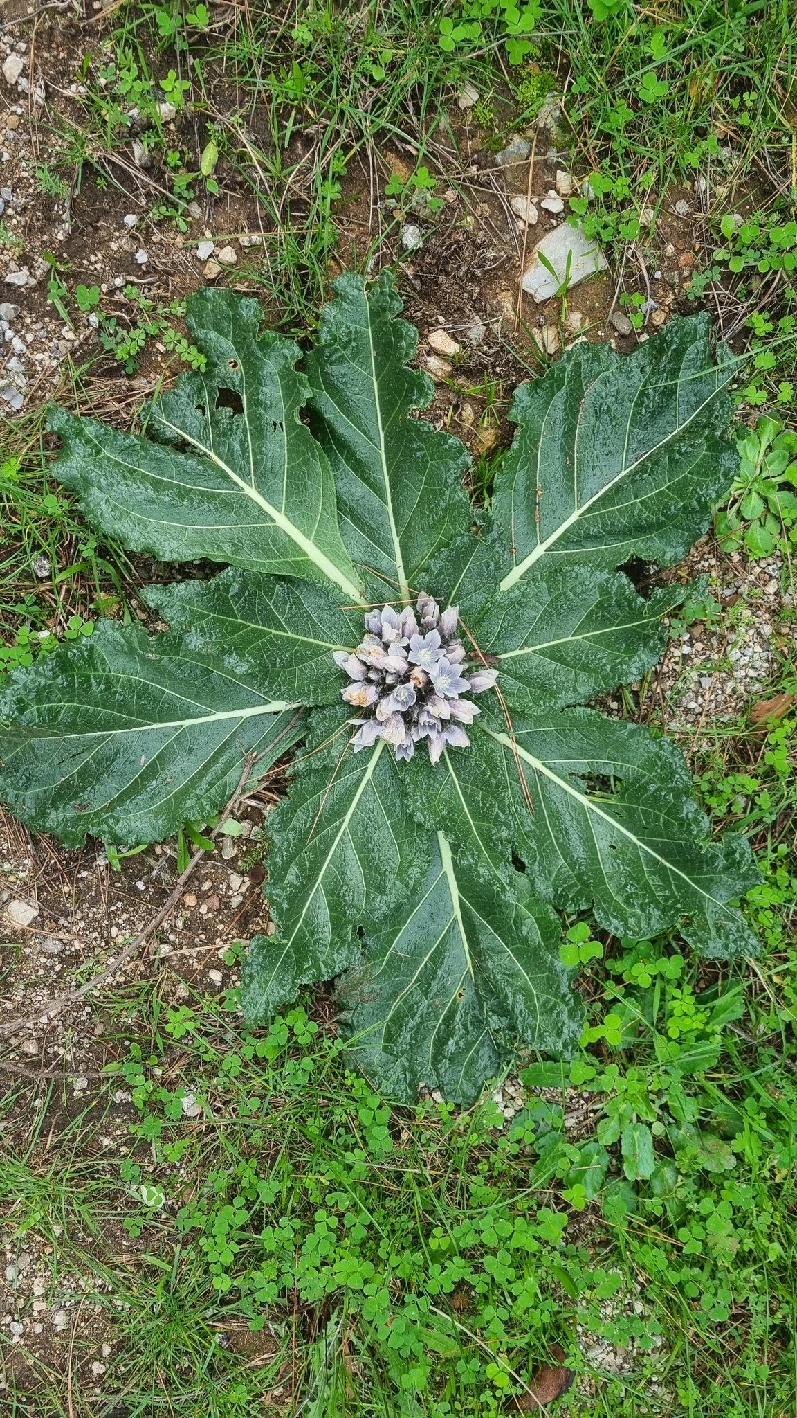 Autumn Mandrake | Mandragora Autumnalis | 10 seeds | Magical & Spiritual
