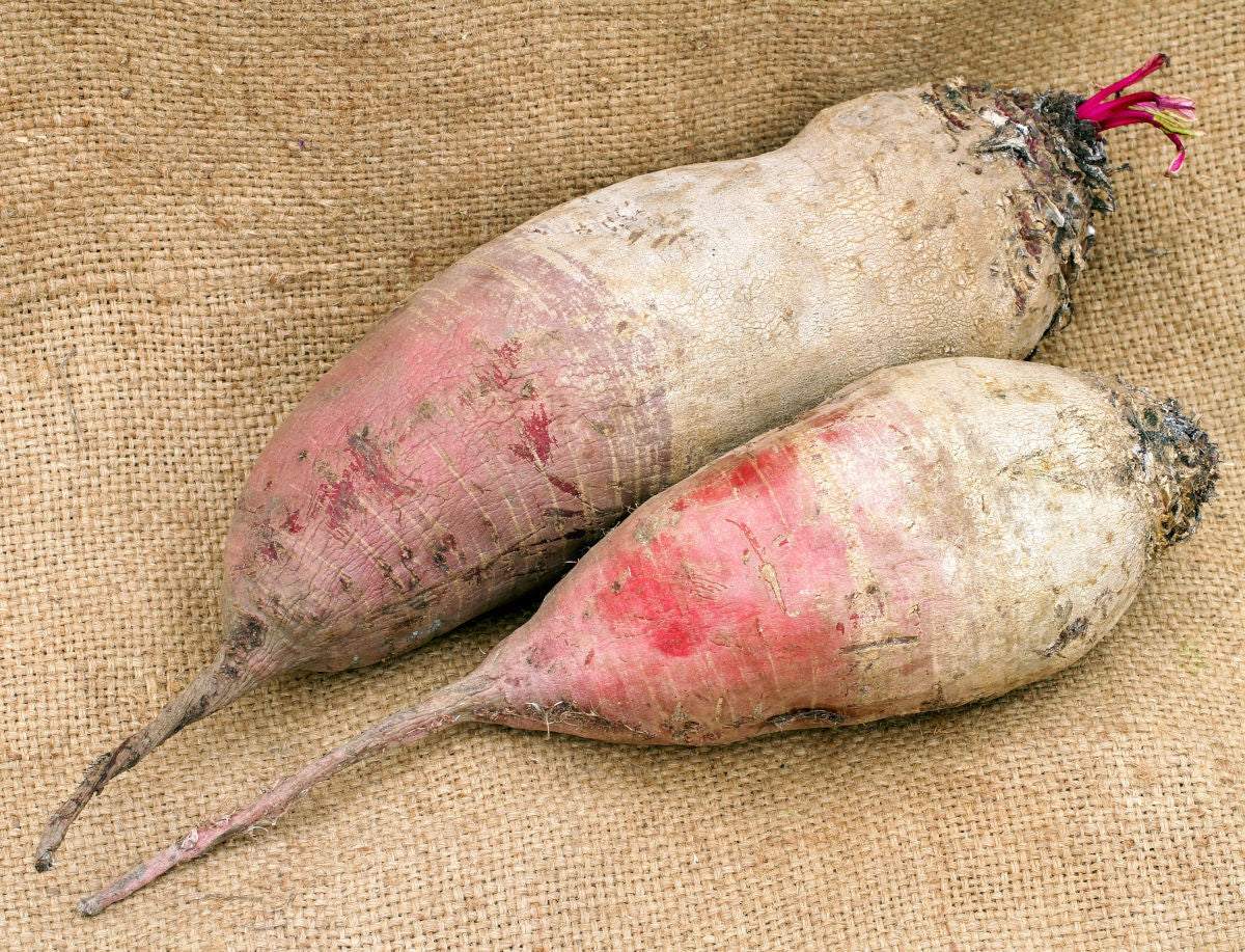 Mangel Wurzel | Mammoth Long Red | 100+ seeds | Easier and Tastier than Beetroot