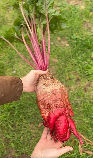Mangel Wurzel | Mammoth Long Red | 100+ seeds | Easier and Tastier than Beetroot