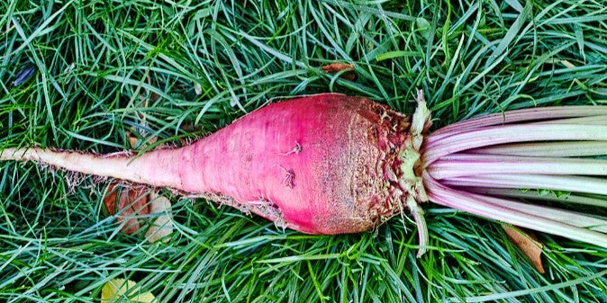 Mangel Wurzel | Mammoth Long Red | 100+ seeds | Easier and Tastier than Beetroot