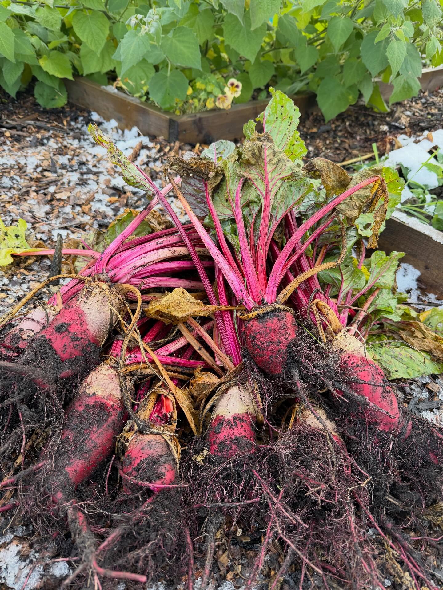 Mangel Wurzel | Mammoth Long Red | 100+ seeds | Easier and Tastier than Beetroot