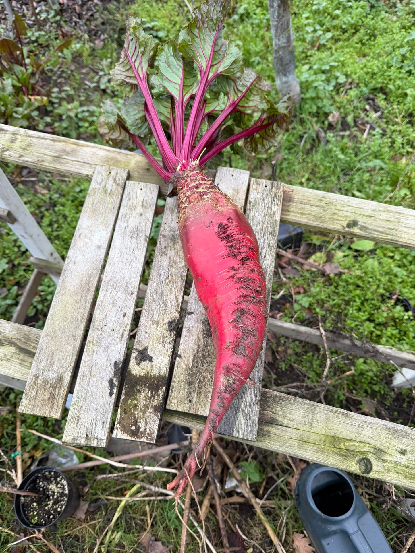 Mangel Wurzel | Mammoth Long Red | 100+ seeds | Easier and Tastier than Beetroot