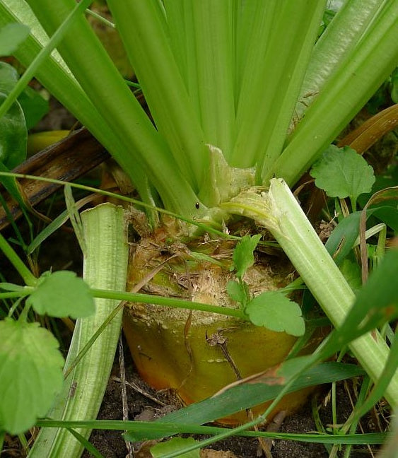 Mangelwurzel | Giant Yellow Eckendorf | 150+ seeds | Easy and Nutricious