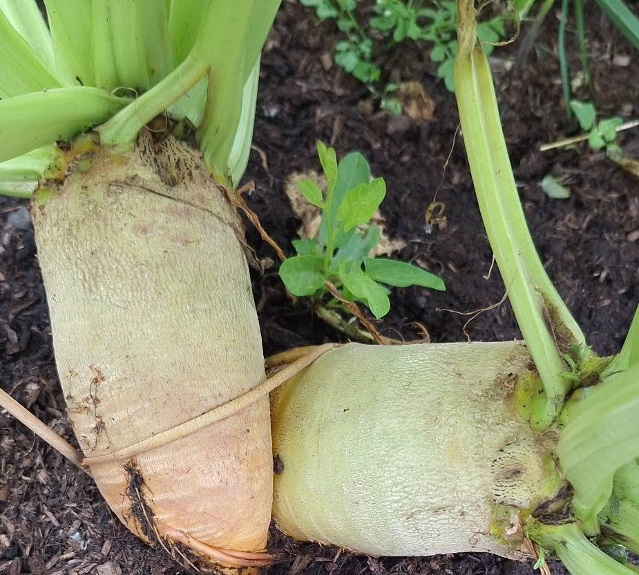 Mangelwurzel | Giant Yellow Eckendorf | 150+ seeds | Easy and Nutricious