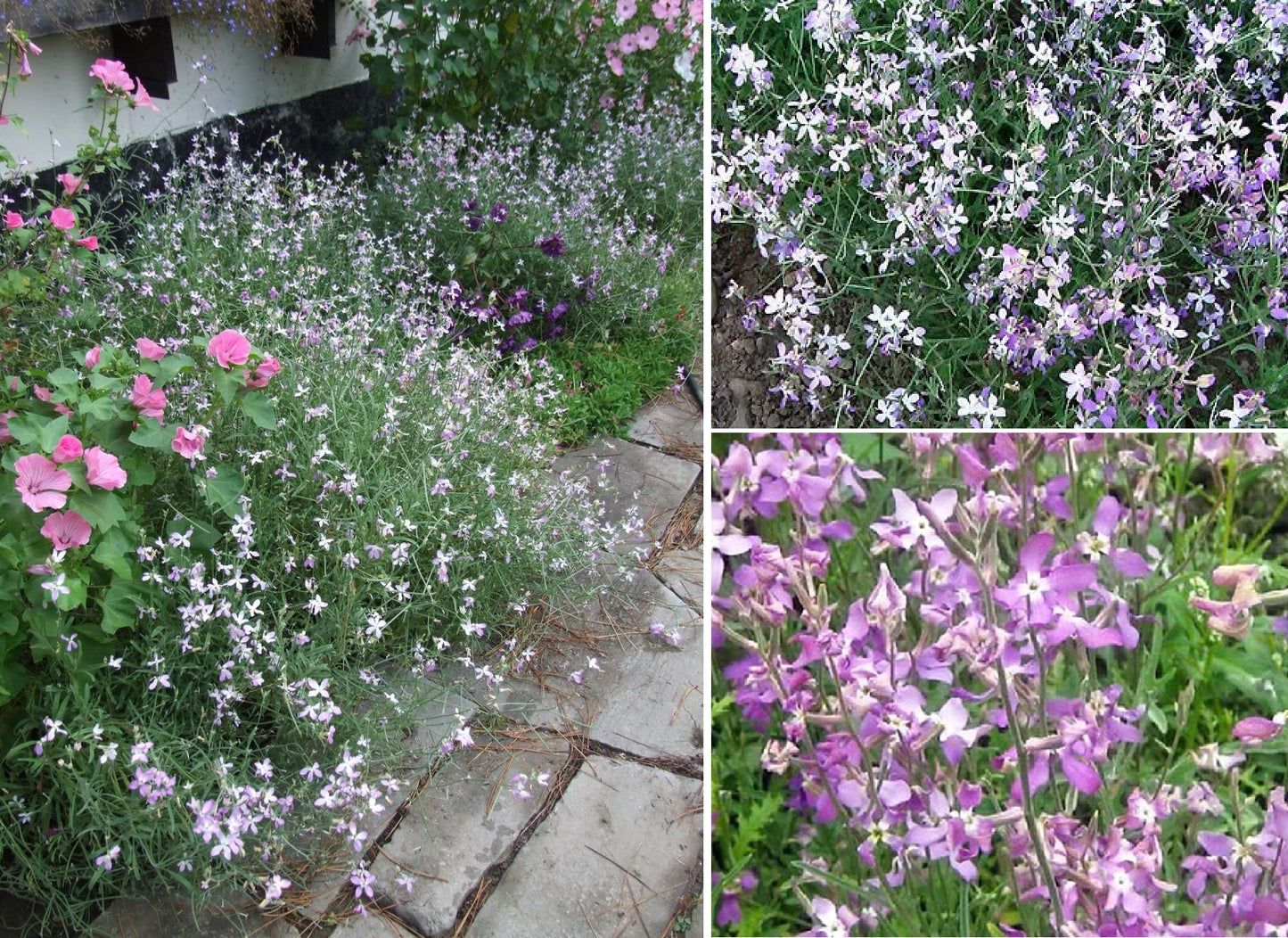 Night Scented Stock | Mathiola | 2500+ seeds | Highly Fragrant