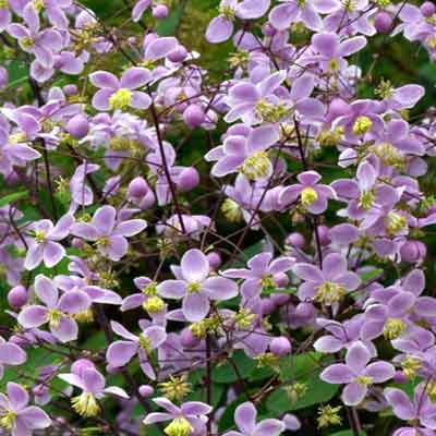 Lavender Mist (Thalictrum Rochebrunianum) | Meadow Rue | 15+ seeds