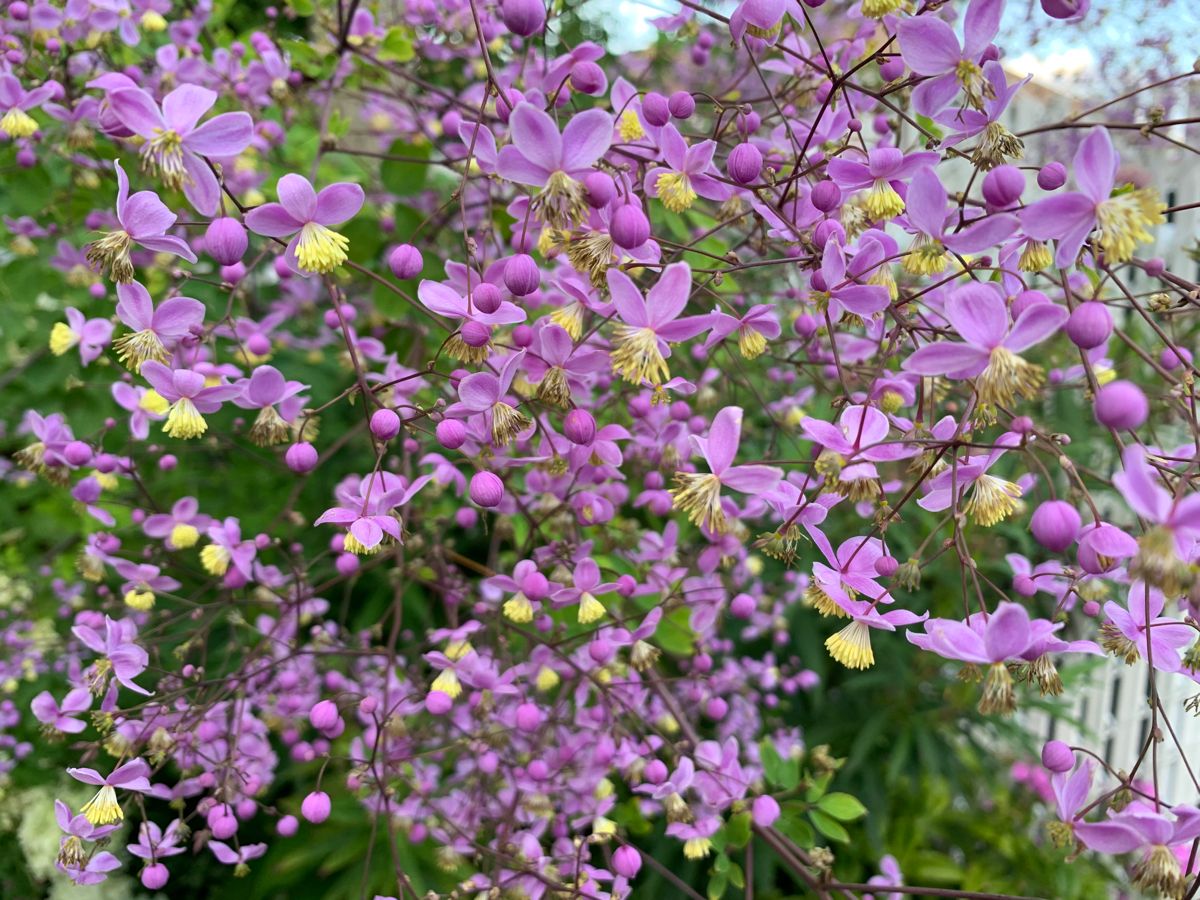 Lavender Mist (Thalictrum Rochebrunianum) | Meadow Rue | 15+ seeds