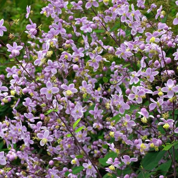 Lavender Mist (Thalictrum Rochebrunianum) | Meadow Rue | 15+ seeds