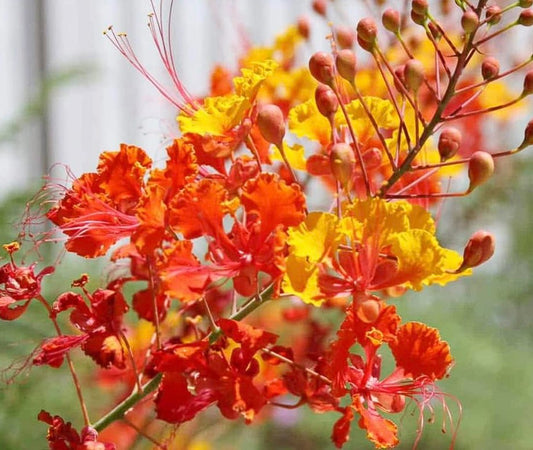 Mexican Bird of Paradise (Caesalpinia Pulcherrima) 20+ seeds