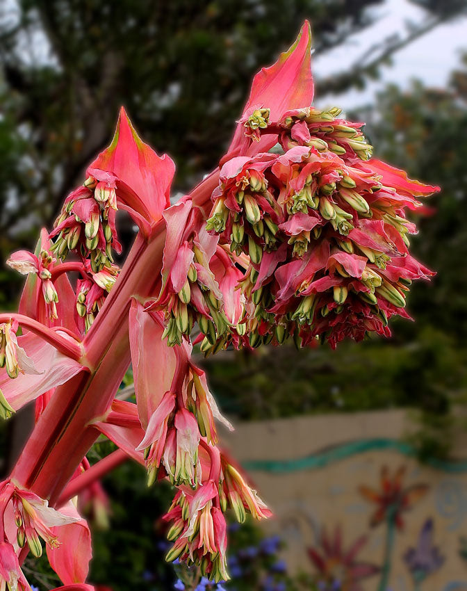 Mexican Lily (Beschorneri Yuccoides) | 10+ Seeds | Very Rare