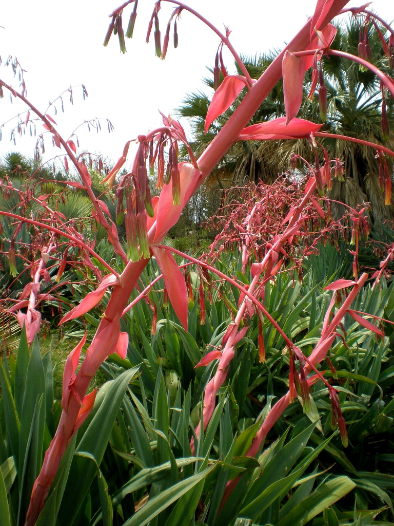 Mexican Lily (Beschorneri Yuccoides) | 10+ Seeds | Very Rare