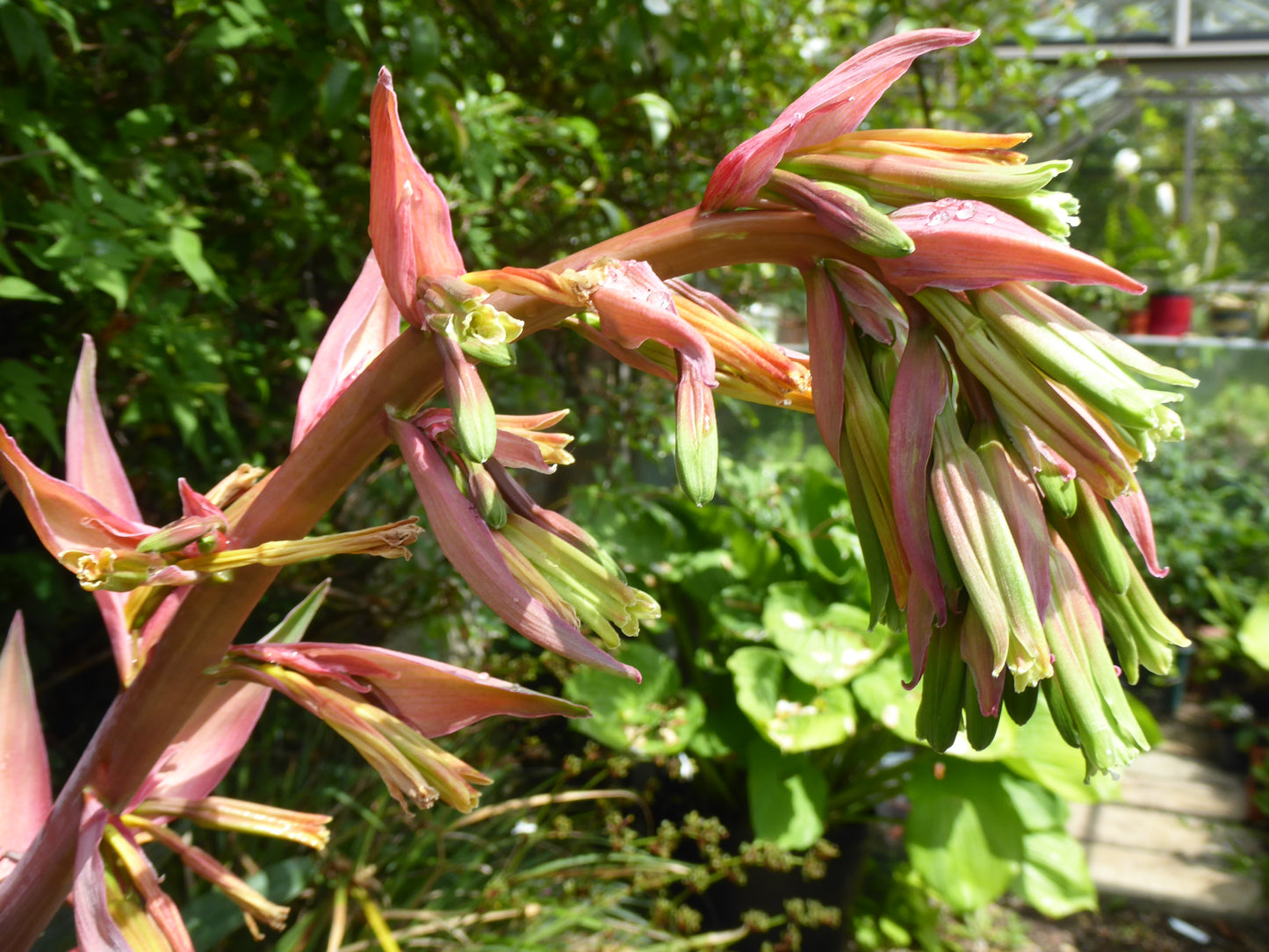 Mexican Lily (Beschorneri Yuccoides) | 10+ Seeds | Very Rare