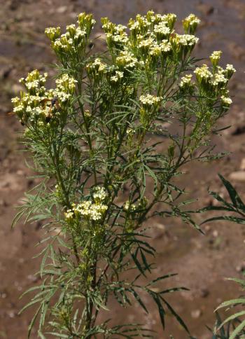 Mexican Marigold | Tagetes Minuta | 50+ Seeds | Herbal Medicine | Oil