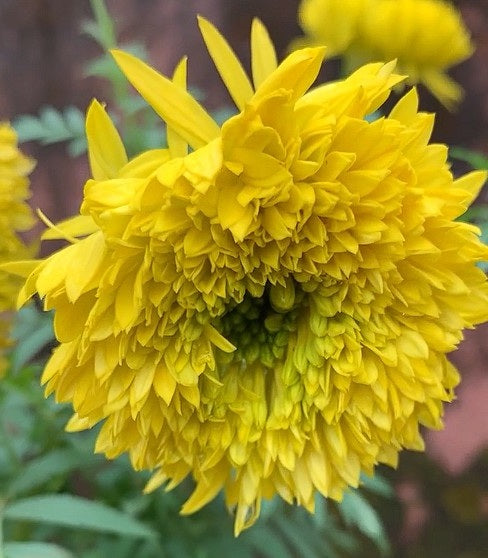Mexican Marigold | Tagetes Minuta | 100+ Seeds | Herbal Medicine | Oil