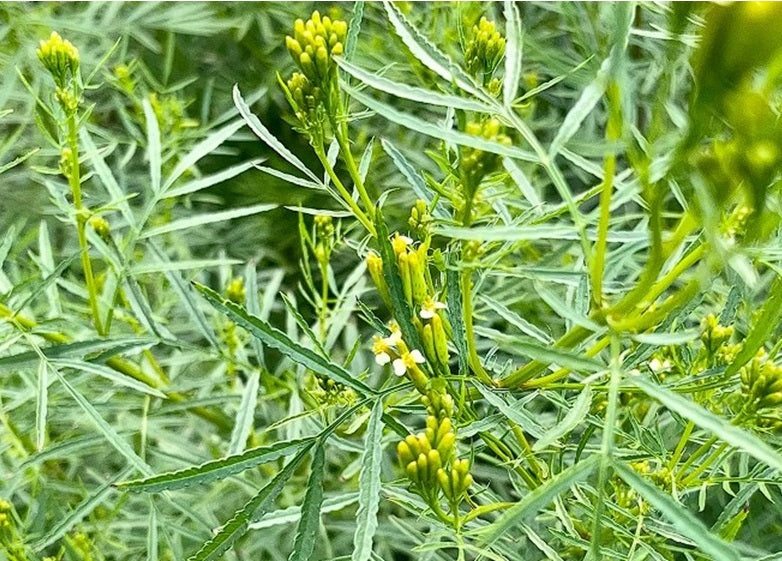 Mexican Marigold | Tagetes Minuta | 50+ Seeds | Herbal Medicine | Oil