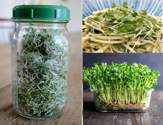 Organic Seeds for Sprouting / Sprouts | Many Types | Healthy Microgreens all year round!