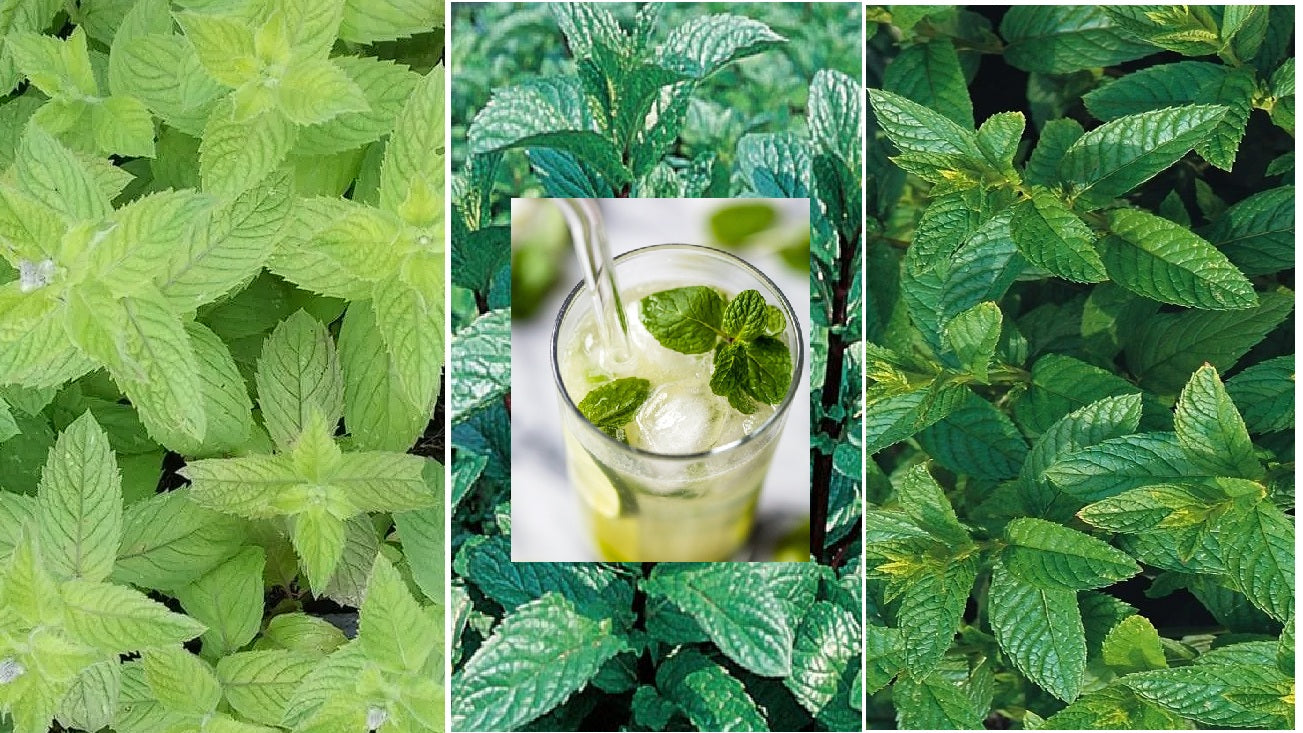 Mint D R Mint Seed Collection - Peppermint, Applemint and Spearmint | Summer Dr ...