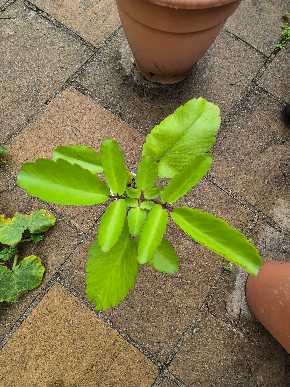 4 x Large Leaf of Life Leaves | Kalanchoe Pinnata | From own plants