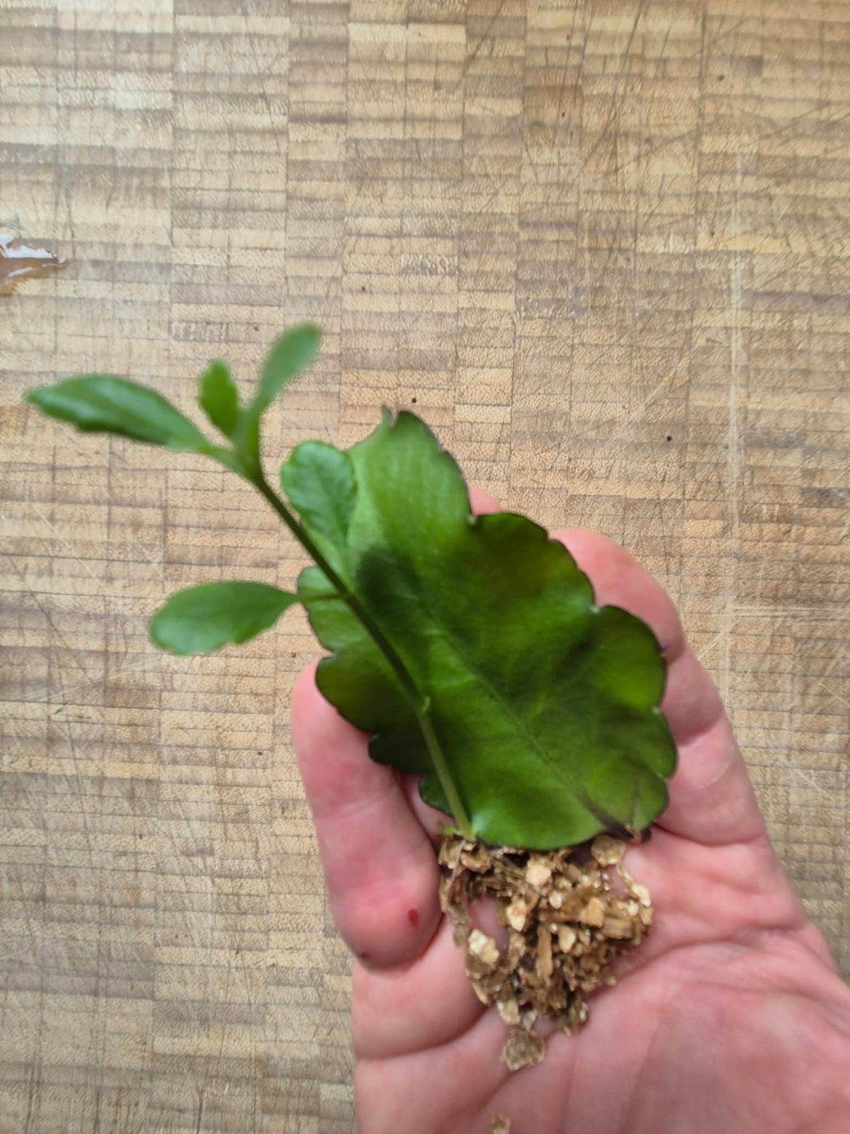 4 x Large Leaf of Life Leaves | Kalanchoe Pinnata | From own plants