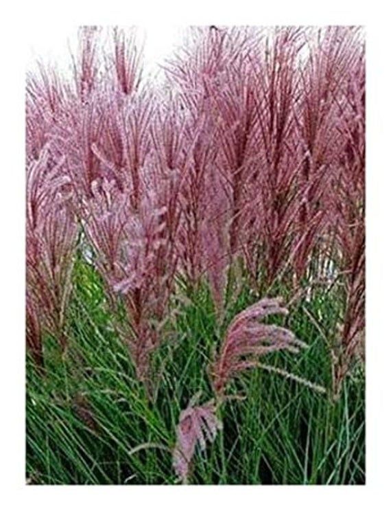 Miscanthus Sinensis "New Hybrids" | 25+ seeds | Pink Chinese Silver Grass cultivar