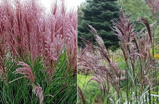 Miscanthus Sinensis "New Hybrids" | 25+ seeds | Pink Chinese Silver Grass cultivar